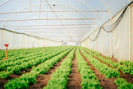 The Role of Horticulture in Sustainable Agriculture