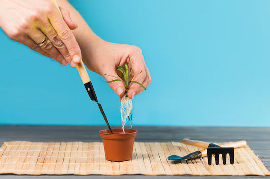 Plant Care Basics: Gardening Tips for Every Season and Climate